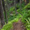 Heading down Bernard Peak Trail (#37) in June.