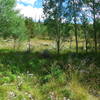 Wildflowers everywhere beside the trail.