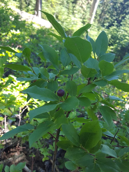 Blueberry bushes