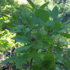 Blueberry bushes