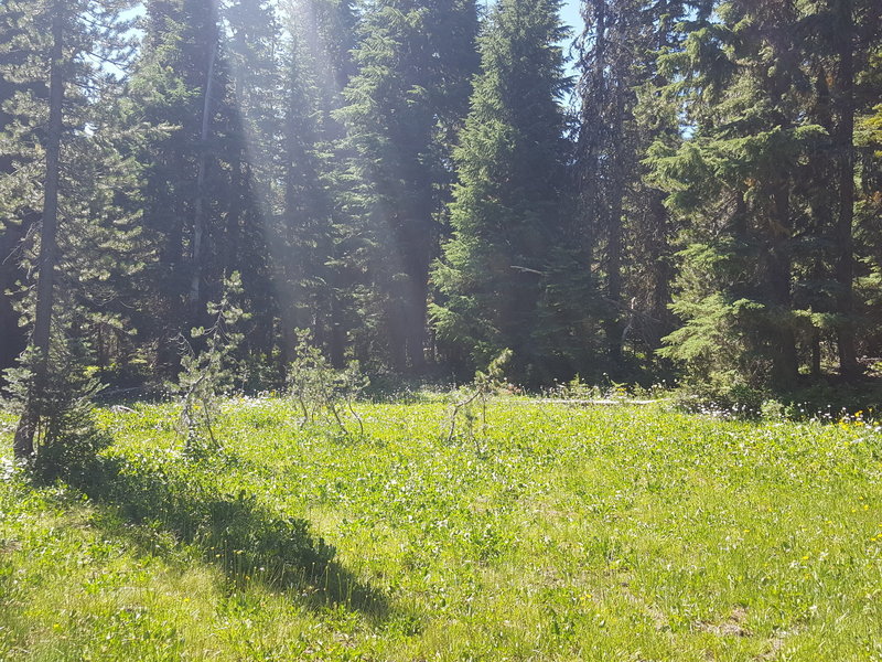 The beginning of Bonney meadows