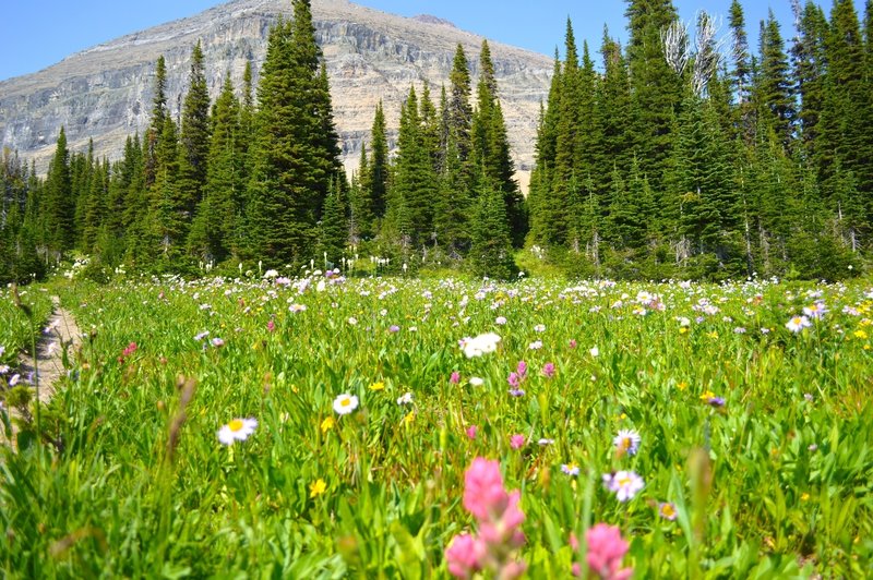 Wildflowers on the Piegan Pass Trail.