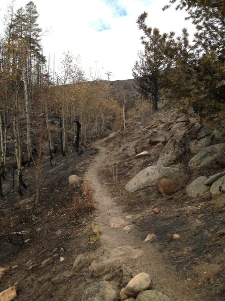 Singletrack through an aspen stand that mostly survived the burn. Sweeping vistas ahead.