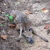 A fawn hiding on the Sheep Ranch Trail