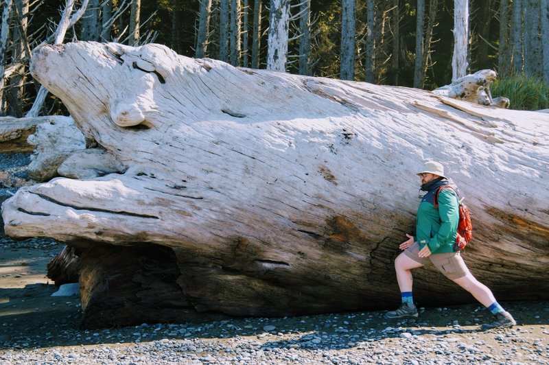 Huge driftwood everywhere.