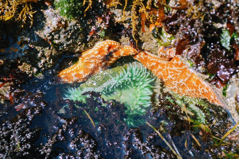 There were several star fish and anemone in the tide pools.