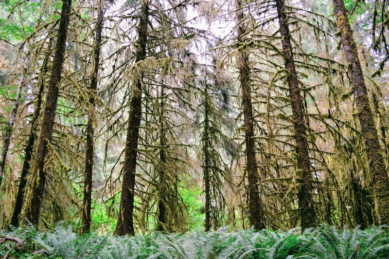 Ferns & mosses everywhere.