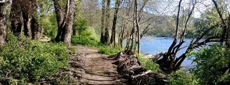 Joseph Micelli Trail snuggled between old-growth cottonwood trees and the unique South Umpqua River. Roseburg, Oregon