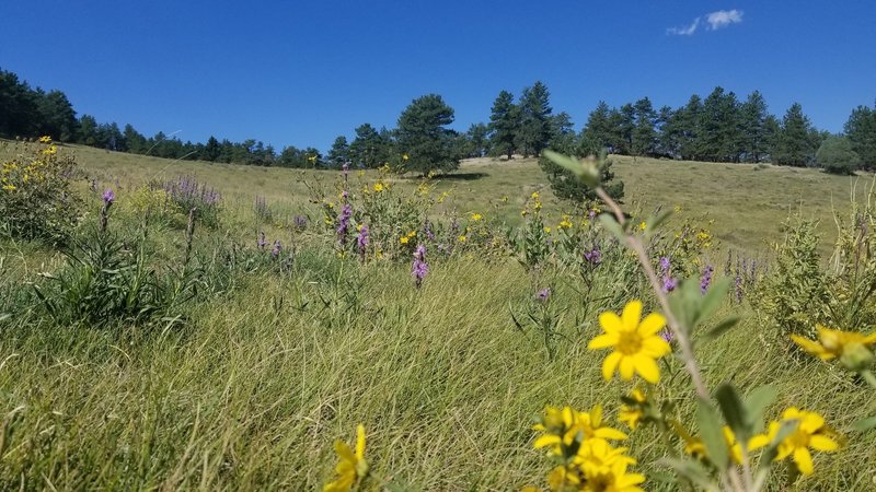 Wildflowers on the trail. Photo taken 8/19/2017.