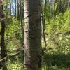 July 4, 1946. To say this is an old trail is an understatement. There are more trees with carvings in the area.