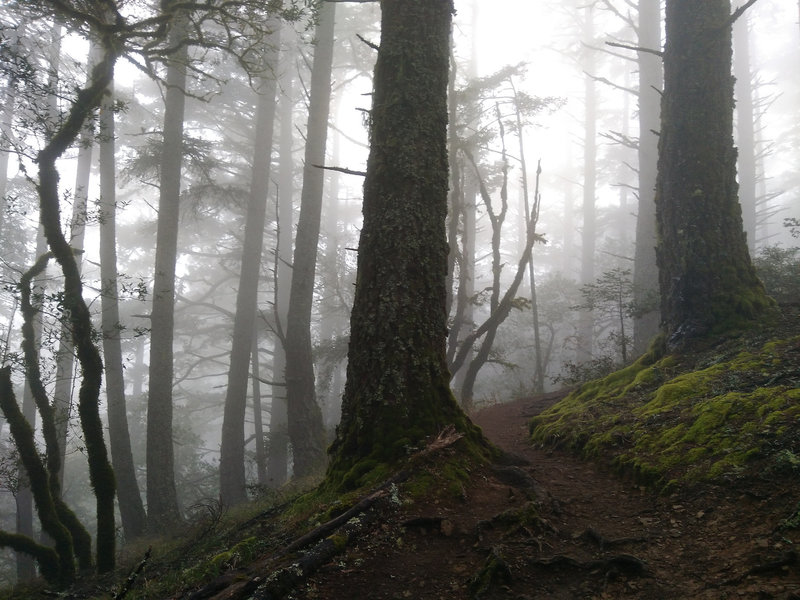 Near the top of the Matt Davis climb in characteristic mist