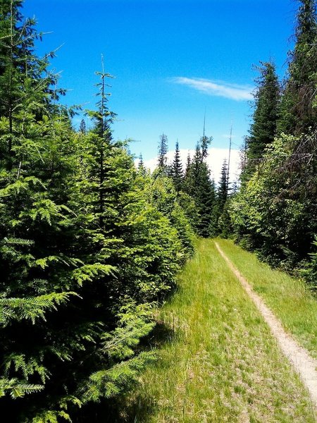 Looking West on Forest Service Trail 3016