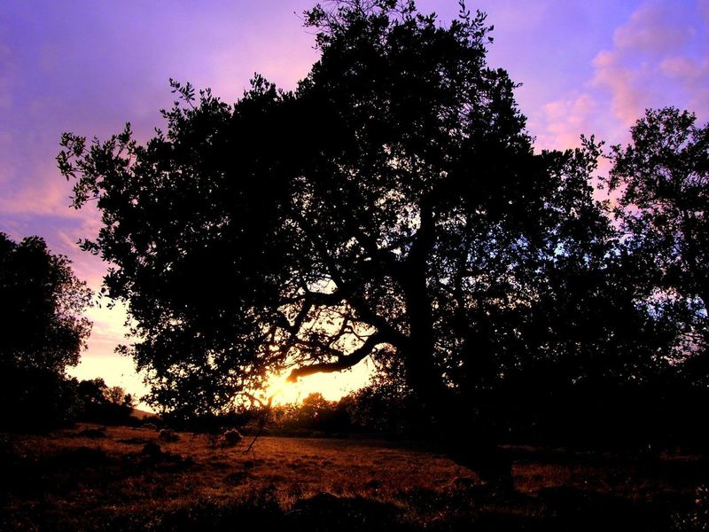 Oak tree and meadow, sunset.