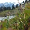 View of Swimming Bear Lake from the blueberries' perspective. Mt. Olympus in the background