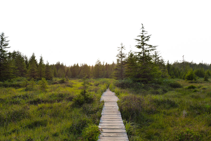 Little bit of coastal meadow