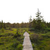 Little bit of coastal meadow