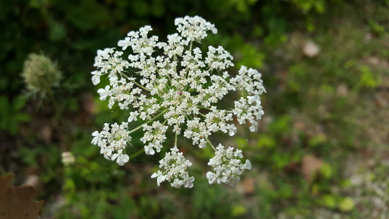 Lots of these small white flowers everywhere.