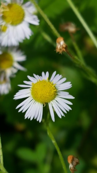 Lots of wild daisies to see.