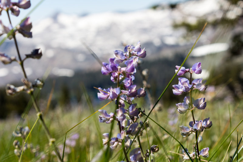 A great variety of wildflowers on the meadows between Gilmore Lake and Mount Tallac