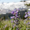A great variety of wildflowers on the meadows between Gilmore Lake and Mount Tallac