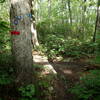 Fahnestock Trail and Charcoal Burner Trail share the same path until just after Beaver Pond.