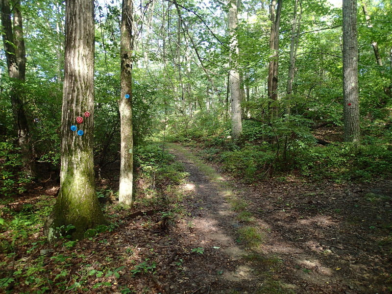 Fahnestock Trail and Charcoal Burner Trail parting ways