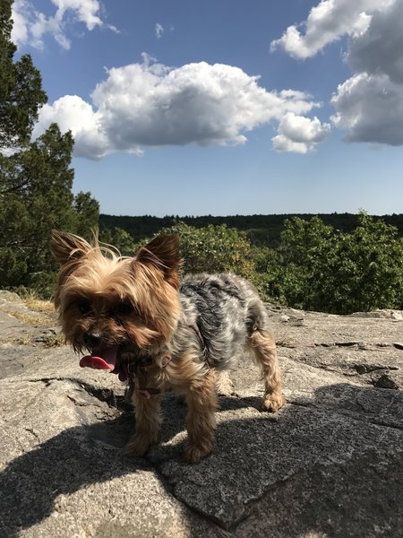 A yorkie on Noanet Peak