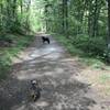 Two dogs enjoying a nice day on the trail