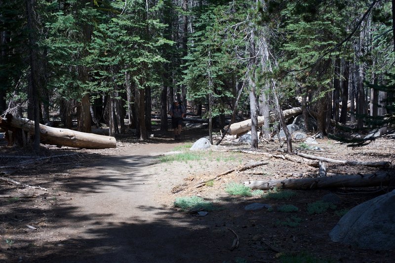 The trail flattens out as it winds its way through the trees.