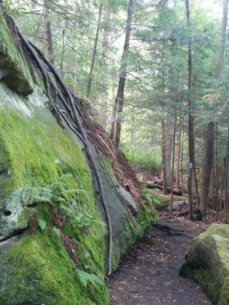 Typical view along the Alpha Pass Trail