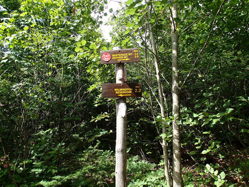 Whiteface Mountain Trail