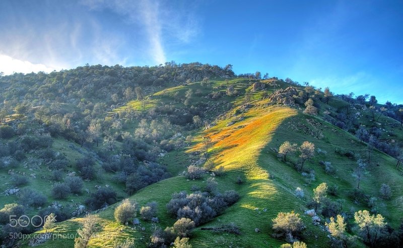 The poppies are about to take over this hill. Somewhere in CA, east of Bakersfield.