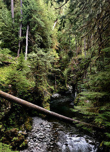 View of Quinault River from Pony Bridge. Saw some side trails that look like they take you down to the water.