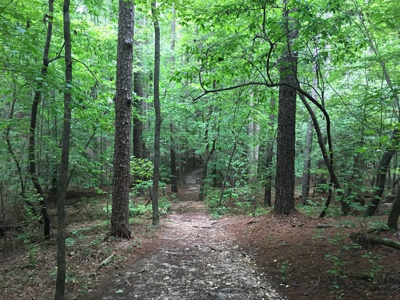 Looking Down the Trail - Sal's Branch Trail - William B. Umstead Park