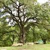 Woodlands Park & Nature Preserve... easy trail loop around the park and creek/lake area.