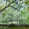 Woodlands Park & Nature Preserve... easy trail loop around the park and creek/lake area.