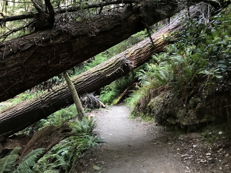 Tall Trees Trail in Redwood National Park