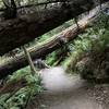 Tall Trees Trail in Redwood National Park