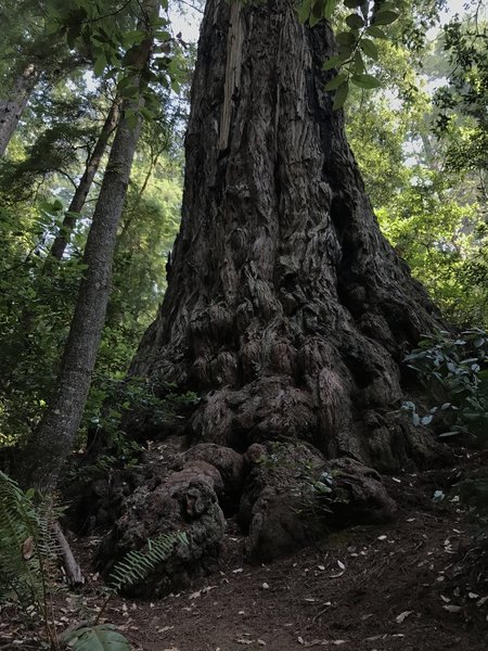 Ancient redwood tree on Tall Trees Trail in Redwood National Park