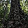 Ancient redwood tree on Tall Trees Trail in Redwood National Park