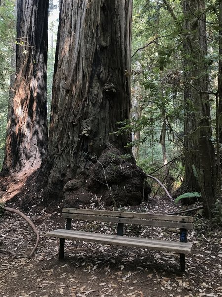 Bench on Tall Trees Trail in Redwood National Park