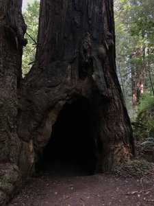Burned out redwood tree on Tall Trees Trail in Redwood National Park