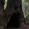 Burned out redwood tree on Tall Trees Trail in Redwood National Park