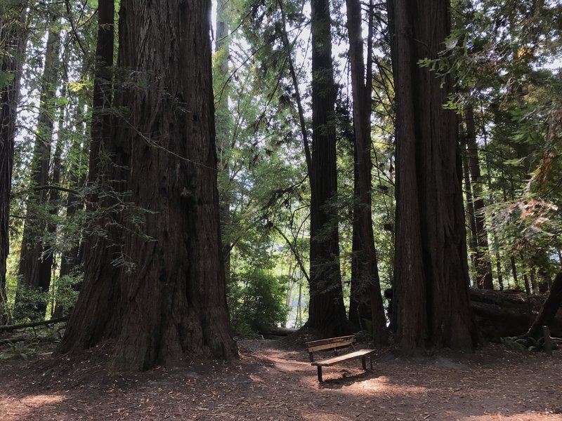 Bench on Tall Trees Trail in Redwood National Park