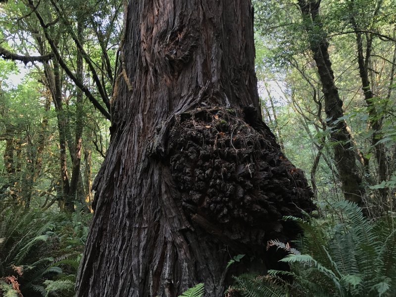 Redwood burl on Tall Trees Trail loop in Redwood National Park