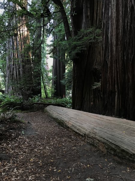 Tall Trees Grove in Redwood National Park