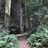 Tall Trees Grove in Redwood National Park