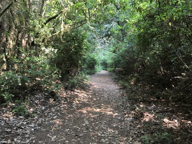 Tall Trees Trail in Redwood National Park