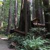 Tall Trees Trail in Redwood National Park