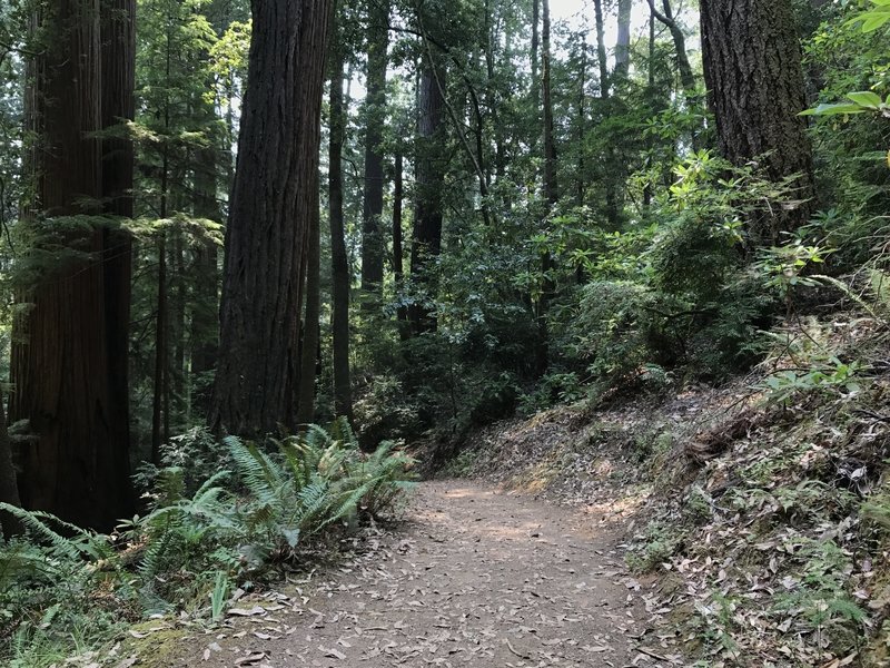 Tall Trees Trail in Redwood National Park